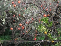 cantara gurneDiospyros kaki 23122011 107